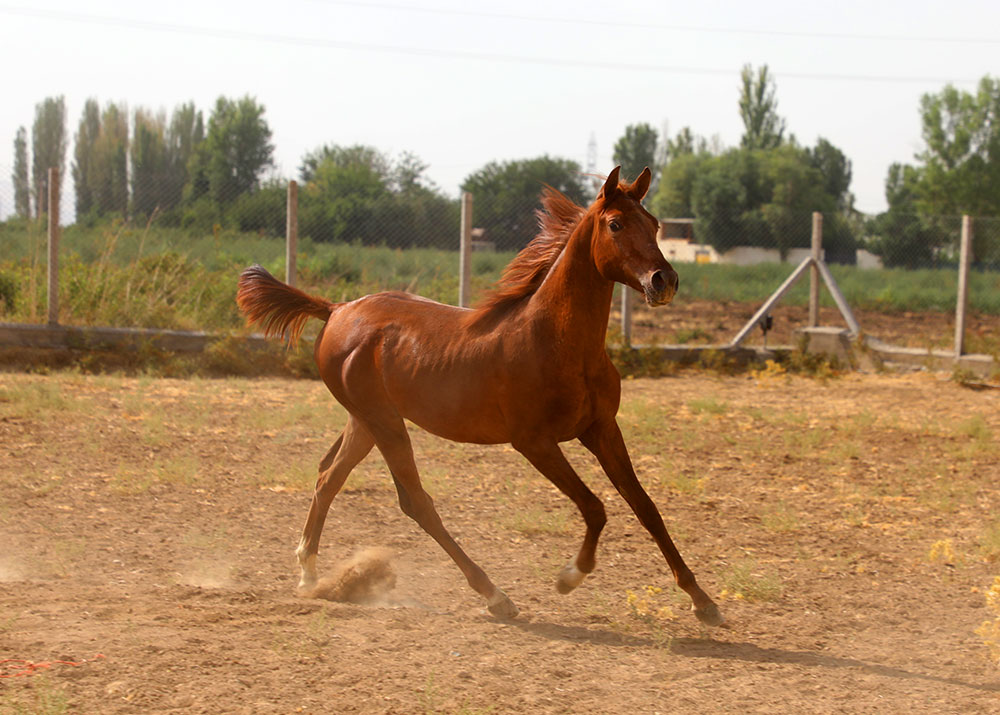 نریان عرب یک‌ساله ایرانی،