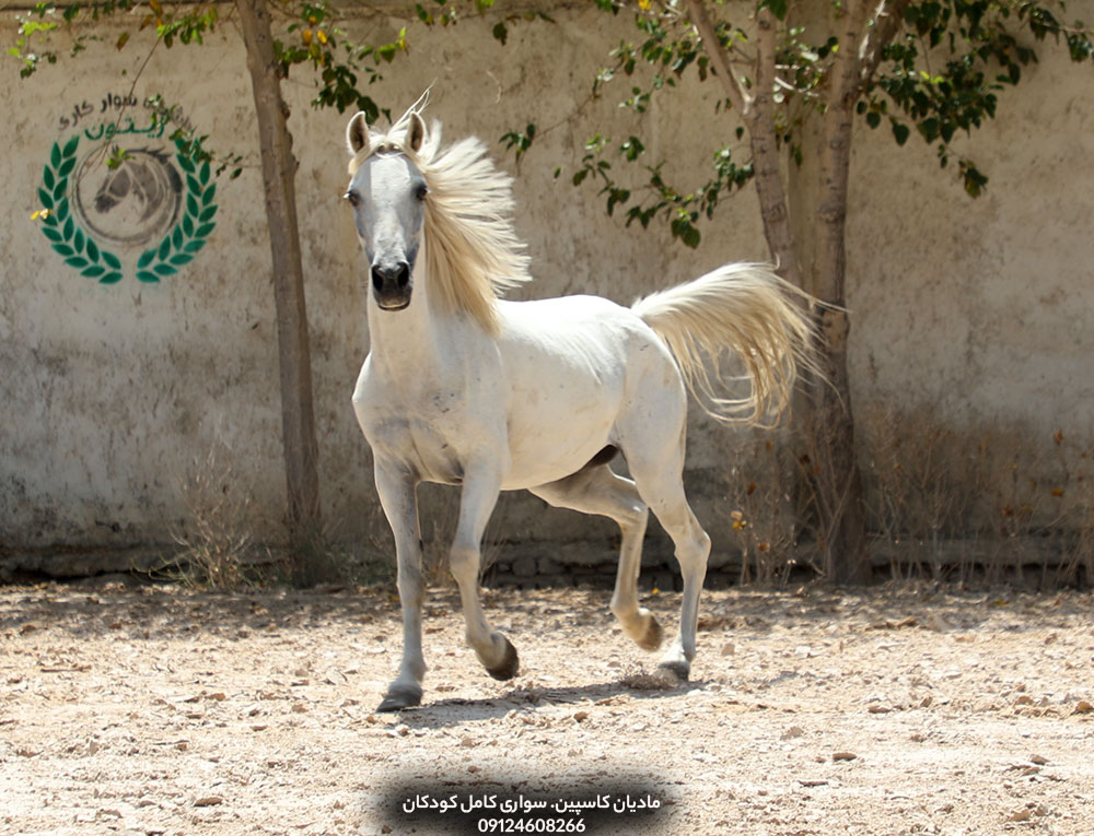 خرید اسب کاسپین برای سوارکاری کودکان