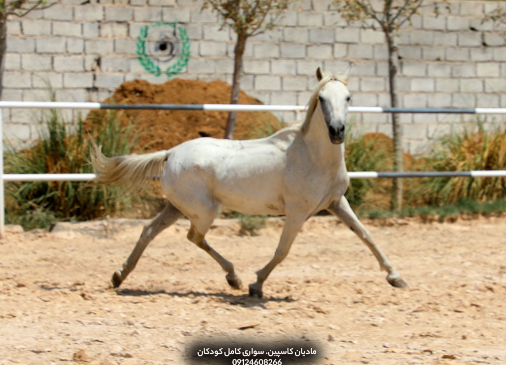 فروش مادیان کاسپین اصیل ایرانی خرید اسب کاسپین ماده با شناسنامه