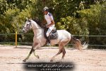 خرید اسب ترکمن پرشی با شجره