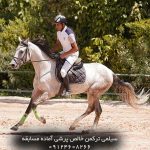خرید اسب ترکمن پرشی با شجره