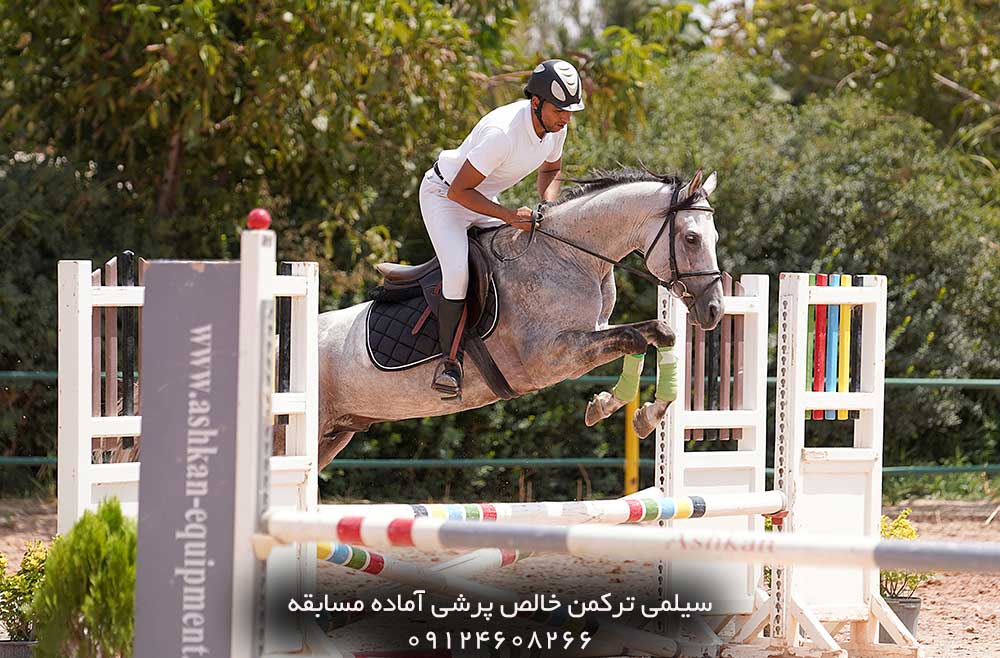 فروش اسب ترکمن پرشی جوان در ایران