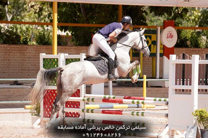فروش اسب ترکمن پرشی جوان در ایران