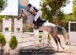 قیمت اسب ترکمن پرشی برای مسابقات