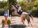 خرید اسب ترکمن پرشی با شجره