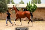 کره اسب برای فروش در تهران