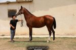 خرید اسب ترکمن اصیل شناسنامه‌دار
