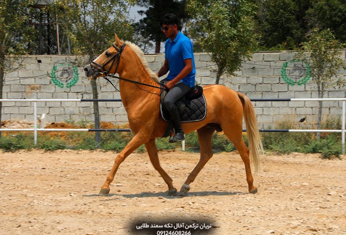 اسب ترکمن نژاد آخال‌تکه با شجره‌نامه