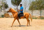اسب ترکمن با رنگ طلایی آخال‌تکه