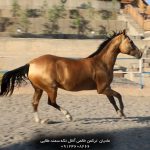 قیمت مادیان آخالتکه ترکمن اصیل
