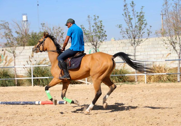 فروش اسب پرشی یک‌سر خارجی با پاسپورت بین‌المللی