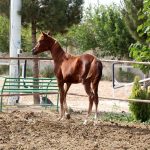 قیمت کره اسب عرب وارداتی