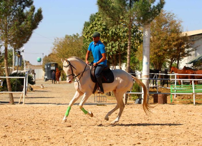 خرید اسب ترکمن اصیل در ایران