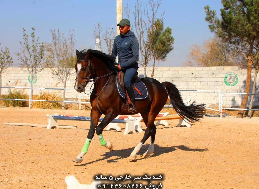 اسب پرشی فروشی