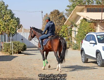 فروش اسب پرشی آماده مسابقه