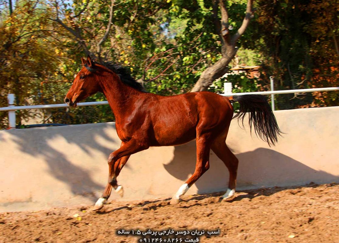 فروش اسب پرشی خارجی