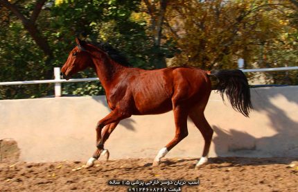 فروش اسب پرشی با پاسپورت