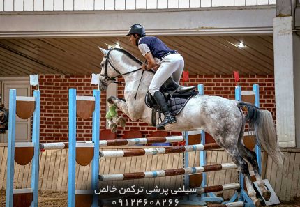 خرید اسب پرشی با شناسنامه