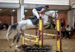 خرید اسب پرشی با شناسنامه