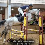 خرید اسب پرشی با شناسنامه