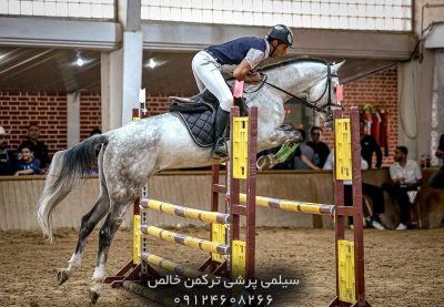 خرید اسب پرشی با شناسنامه