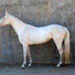 اسب ترکمن مسابقه‌ای
