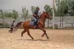 قیمت اسب پرشی خارجی