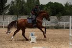 خرید اسب پرشی خارجی