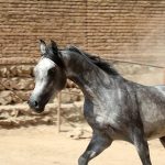 خرید اسب عرب مصری