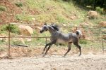 خرید اسب عرب مصری