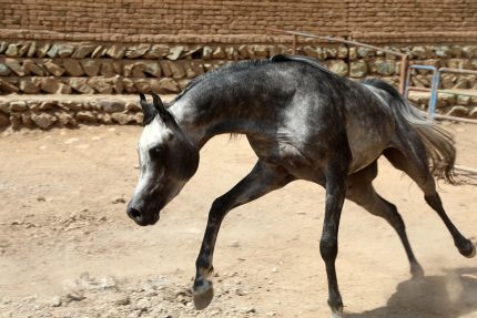 اسب عرب مصری