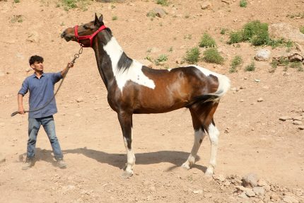 خرید اسب پرشی خارجی