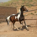 اسب پرش باکیفیت