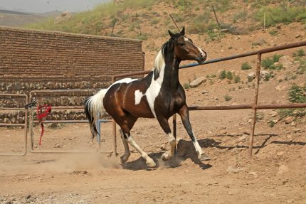اسب پرش باکیفیت