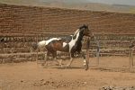 اسب پرشی اروپایی