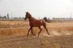 اسب عرب خالص ایرانی