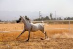 خرید اسب عرب مصری