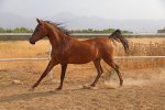 اسب عرب ثبت‌شده