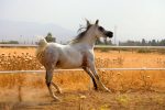 فروش اسب عرب مصری