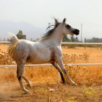 فروش اسب عرب مصری