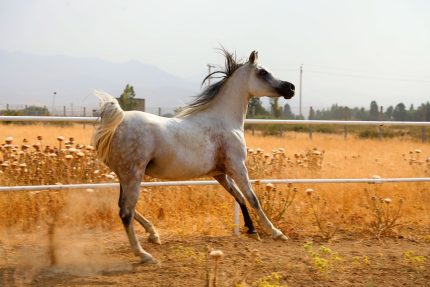 فروش اسب عرب مصری