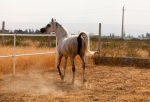 اسب عرب مصری اصیل