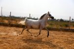 خرید اسب عرب مصری فروش اسب عرب مصری