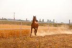 اسب عرب خالص ایرانی