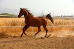 اسب عرب خالص ایرانی