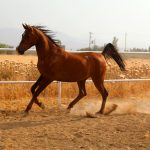 اسب عرب خالص ایرانی