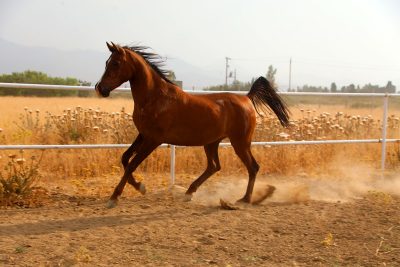 اسب عرب خالص ایرانی