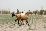 اسب آخال تکه