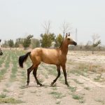 اسب سمند طلایی