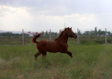 اسب عرب خالص ایرانی